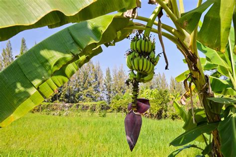 Plantar Bananeira No Quintal Vai Ficar Ainda Mais F Cil Depois Dessas