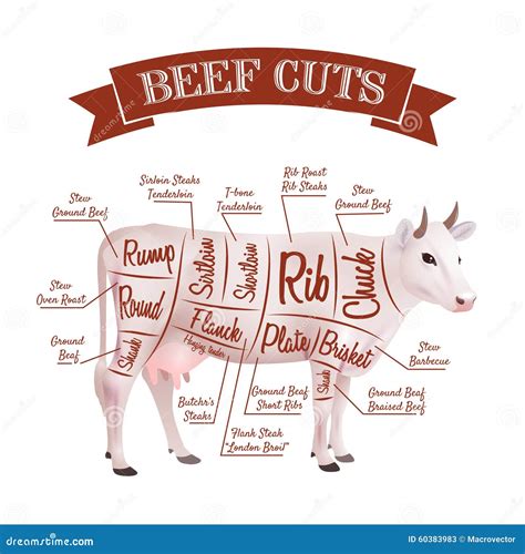 Beef Cuts Chart Cow Isolated On White Background Vector