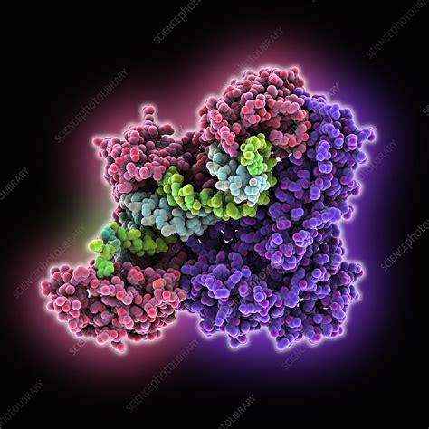 Hiv Reverse Transcriptase Enzyme Stock Image C Science