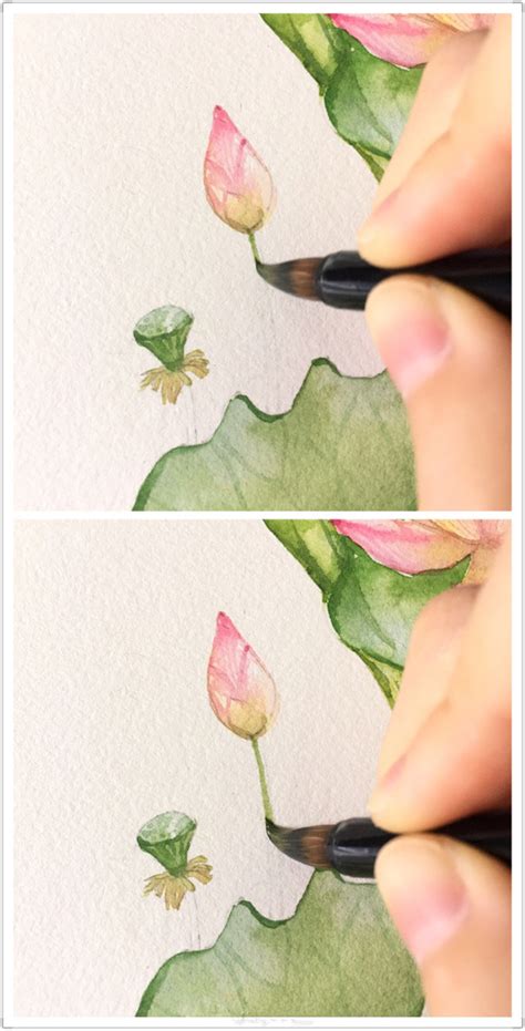 水彩画荷花教程：水彩荷花画法步骤 露西学画画