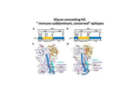 Glycan Maskingglycan Unmasking Hemagglutinin Antigens For Universal