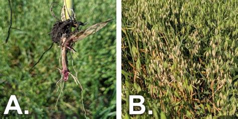 Fusarium Crown And Root Rot Observed In Oats