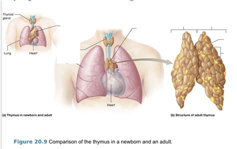 Thymus Diagram | Quizlet