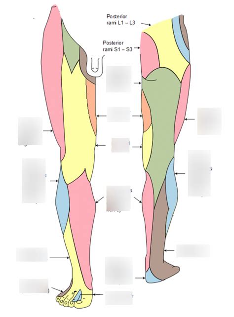 Sensation Innervation Patterns Peripheral And Dermatomes Diagram Quizlet