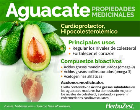 El Aguacate O Palta Es Un Alimento Rico En Nutrientes Y Sus Propiedades Medicinales Protegen El