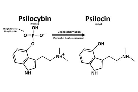 Understanding The Molecular Mechanisms Of Psilocybin Omega Equipment