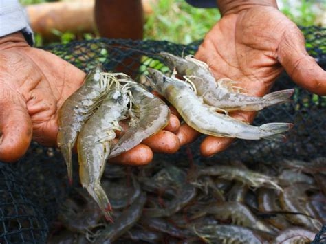 Pakan Entok Kebutuhan Nutrisi Jenis Dan Tip Pemberiannya