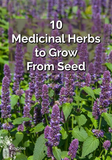 Medicinal Herbs To Grow From Seed Even If You Live In Zone