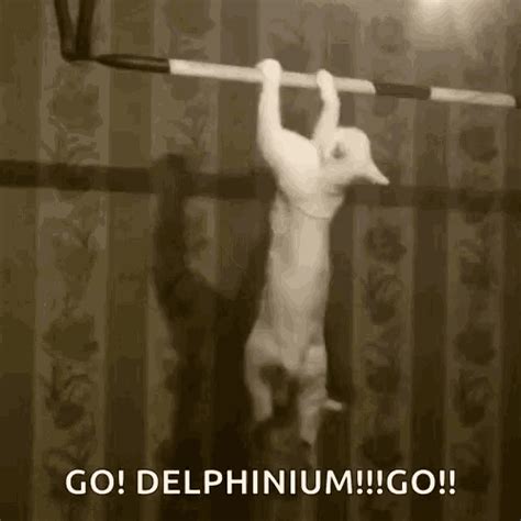 Funny Animals Cat GIF - FunnyAnimals Cat Exercise - Discover & Share GIFs