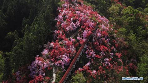 Scenery of azaleas at Tianxia scenic spot in China s Anhui TIANSHANNET 天山网