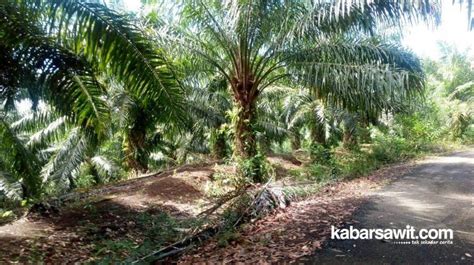 Hingga Empat Bulan Truk Sawit Di Bengkulu Tak Boleh Lewat Jalur Ini