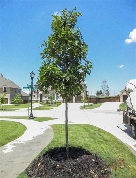 Shumard Red Oak: A Majestic Shade Tree for Your Yard