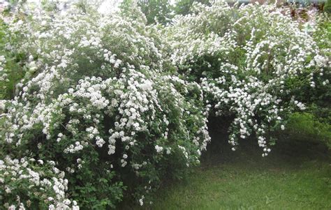 Here Comes The Bridal Wreath Spirea Vanhouttei Kevin Lee Jacobs