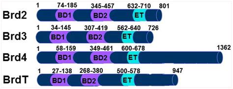 Schematic Of Domain Structure Of The Human Bet Proteins Bromdomains