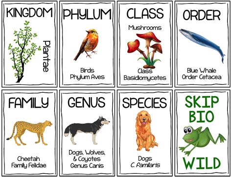 Classification Hierarchy Skip-Bio Card Game | Biology classroom, Life science middle school ...