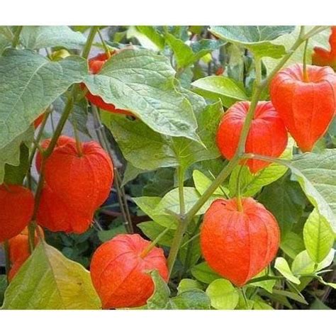 Physalis Franchetii Alkekengi Gigantea Lanterne Chinoise 10 Graines