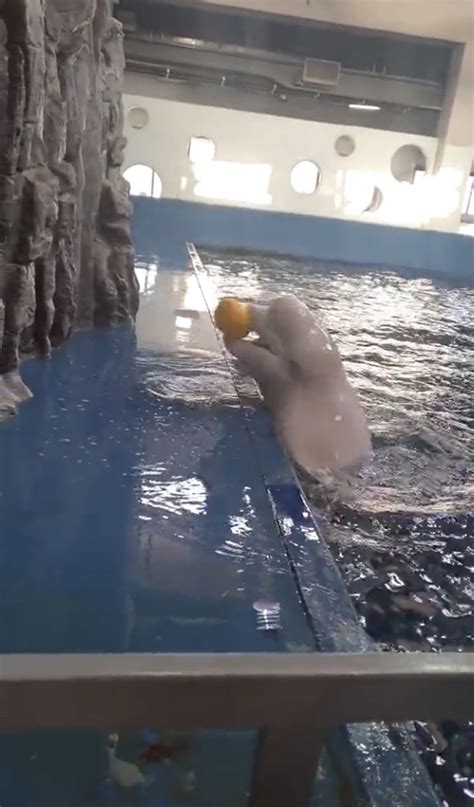 Beluga Whale Goes Viral After Devising ‘moby Trick’ To Retrieve Ball