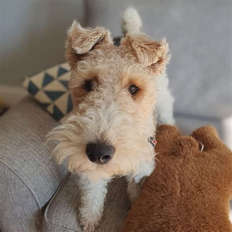 Wire Fox Terrier Dog Breed Guide | BorrowMyDoggy