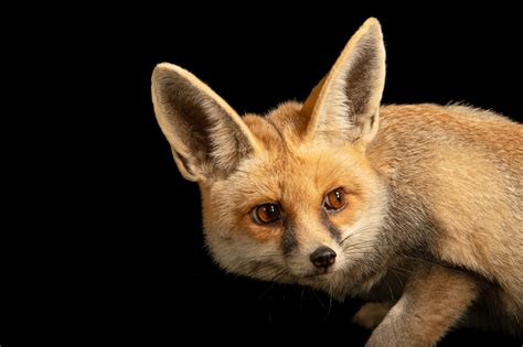 Rüppells Fox Vulpes Rueppellii Ruppelli Joel Sartore