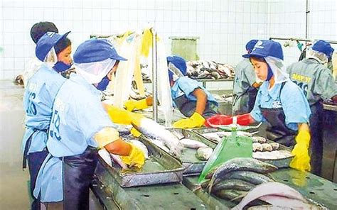 Myanmar Achieves Robust Fishery Exports Of Over 41000 Tonnes In April