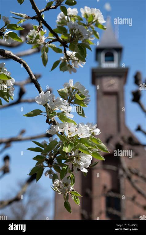 Spring White Blossom Of Pear Tree Garden With Fruit Trees In Betuwe