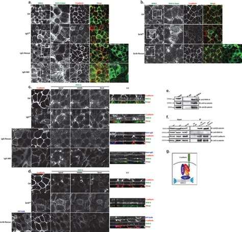 Full Article Scribble Lgl And Myosin Iia Interact With Catenin