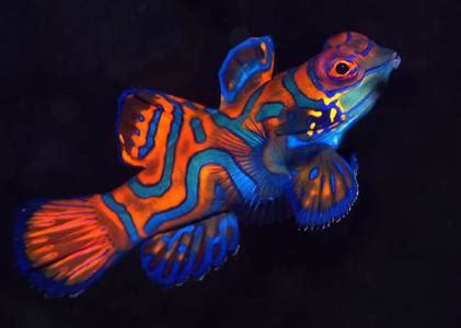 Characteristics - Mandarin Fish