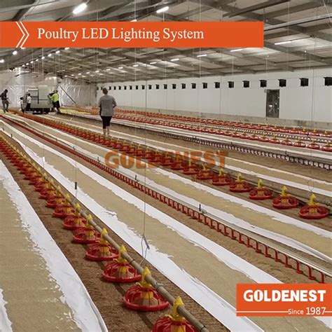 Poultry House Lighting System For Breeder House China Poultry Farming