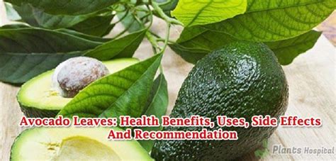 Avocado Leaves: Health Benefits, Uses,Side Effects And Recommendation