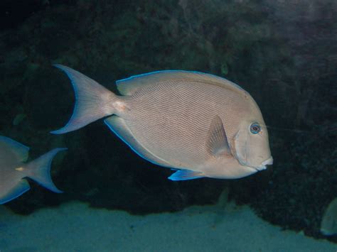 The Online Zoo - Ocean Surgeonfish