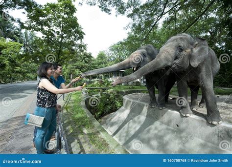 Zoo Negara Malaysia Editorial Stock Photo Image Of Nongovernmental