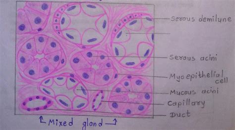 General Histology 1 Emedicodiary