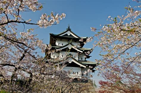 Fondos de pantalla planta flor de cerezo árbol cielo primavera