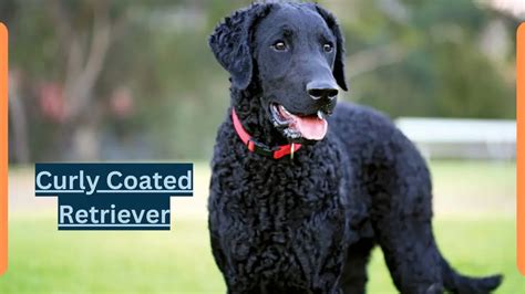 Curly Coated Retriever -Classification, Appearance, Habitat, and Facts