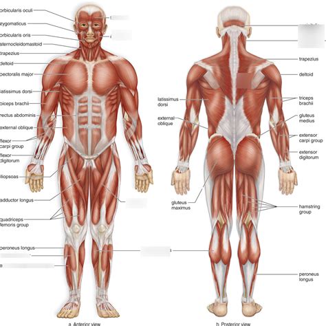 Major Skeletal Muscles Part Diagram Quizlet