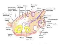 Draw Neat Labelled Diagram Of The Following Any 2 Internal