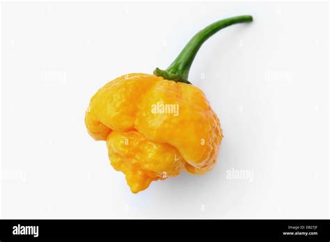 Studio Photo Of Super Hot 7 Pot Yellow Chilli Pepper Isolated On White Background Beautiful