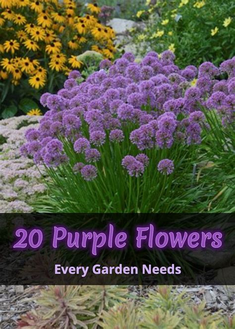 20 Purple Flowers Every Garden Needs