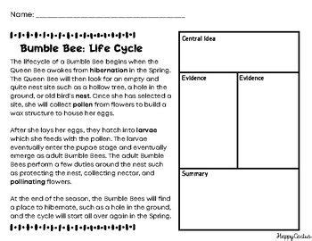 Freebie Main Idea- Bumble Bee Life Cycle PLUS Starters in 2023 | Bee life cycle, Bees text ...