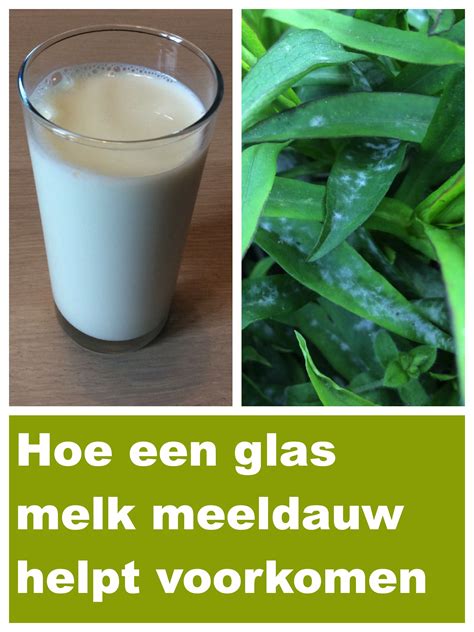 Hoe Je Meeldauw Kunt Voorkomen Met Melk Artofit