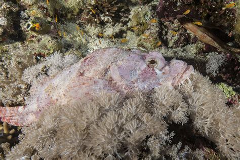 The Scorpionfish – a master of camouflage, but not always