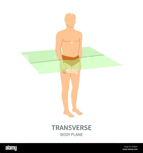 Transverse body plane, illustration Stock Photo - Alamy