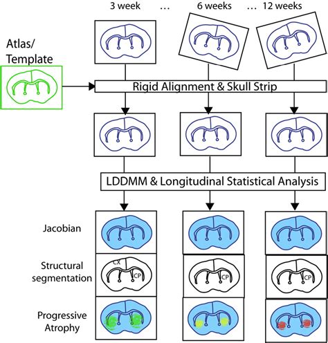 Figure 1 From Longitudinal Characterization Of Brain Atrophy Of A