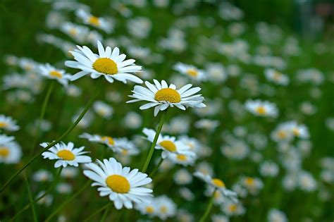 How To Create A Wildflower Meadow The Easy Way Garden Ninja Lee