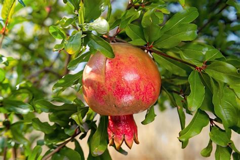 Premium Photo A Pomegranate Hangs From A Tree With Green Leaves