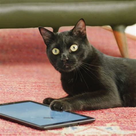 Ong Adote Um Gatinho Lan A Campanha Divertida Para Aumentar Ado O De