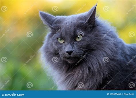 Portrait Of Norwegian Forest Cat Royalty Free Stock Photography