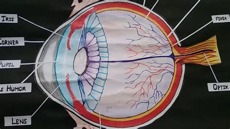 Top 3 Project On Structure Of Human Eye Contact Process Of Sulphuric Acid And Preparation Of