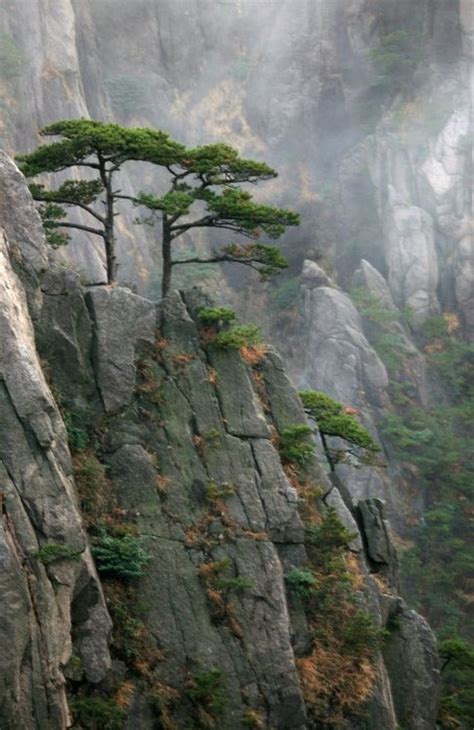 Tree Cliffs Photography Pinterest