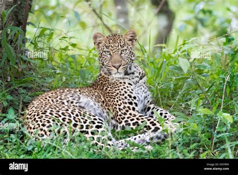 African Leopard Panthera Pardus Lying Down In Forest Looking At